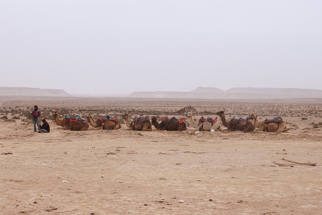 Верблюды в Израиле