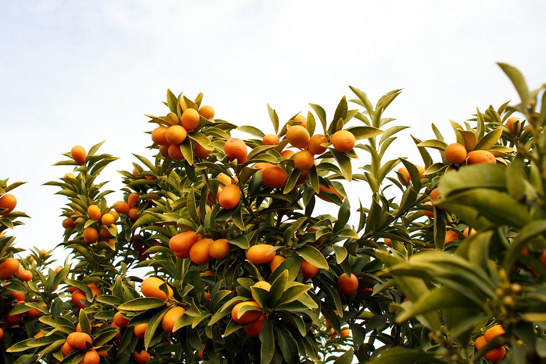 Кумкват или маленькие апельсины в Швиль а-салат / Тропе Салата в Израиле