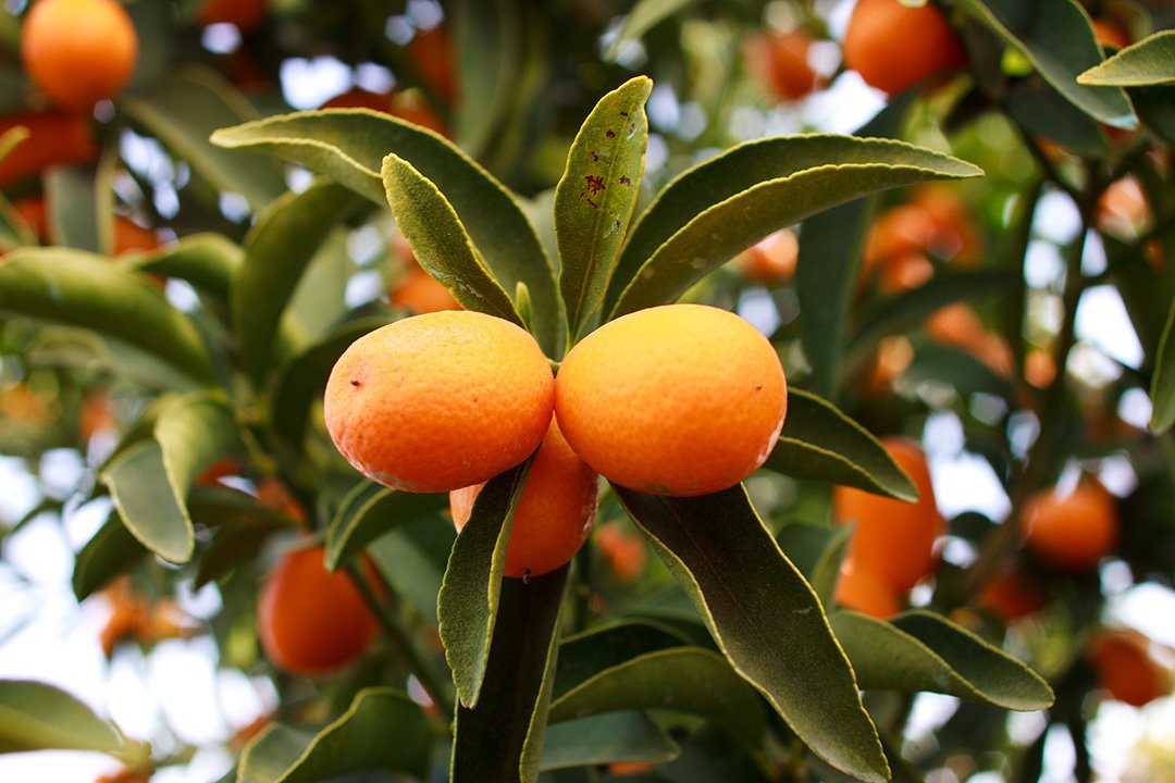 Кумкват или японские апельсины в Швиль а-салат / Тропе Салата в Израиле