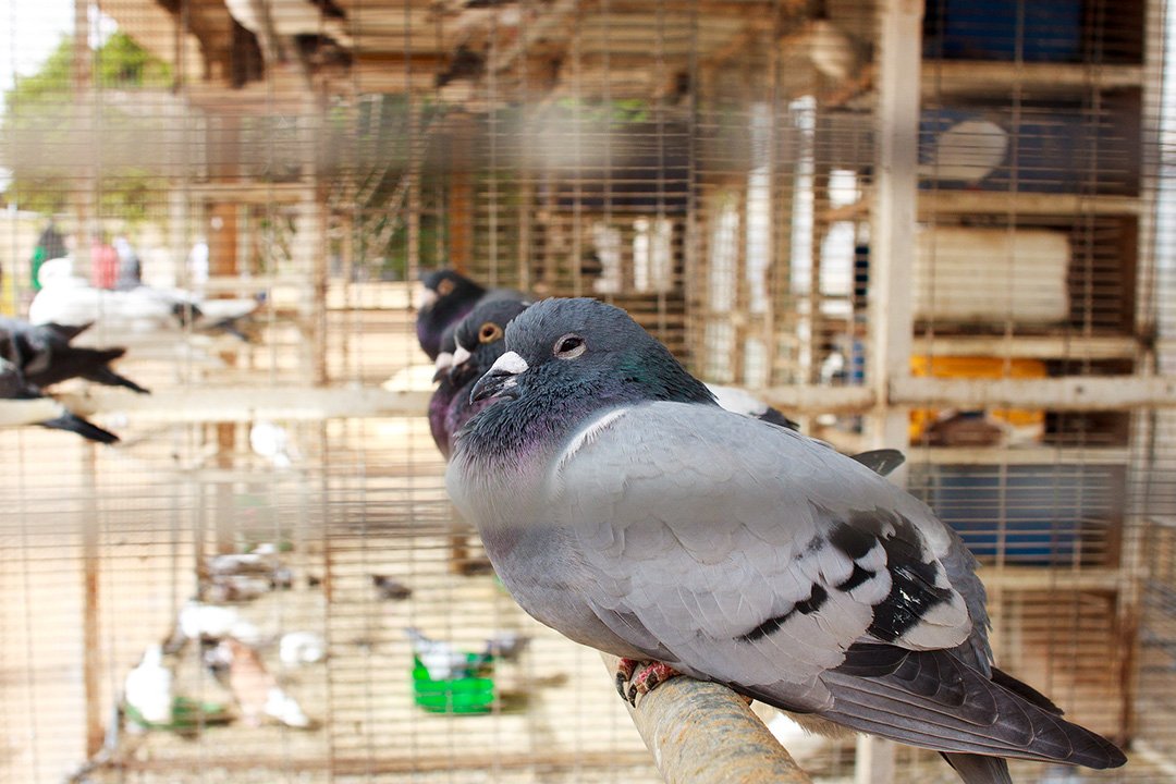 Почтовые голуби в Швиль а-салат в Израиле
